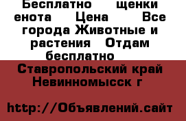 Бесплатно !!! щенки енота!! › Цена ­ 1 - Все города Животные и растения » Отдам бесплатно   . Ставропольский край,Невинномысск г.